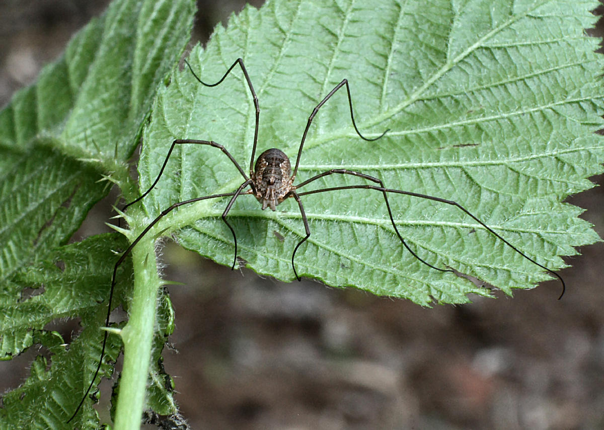  un opiliones ?